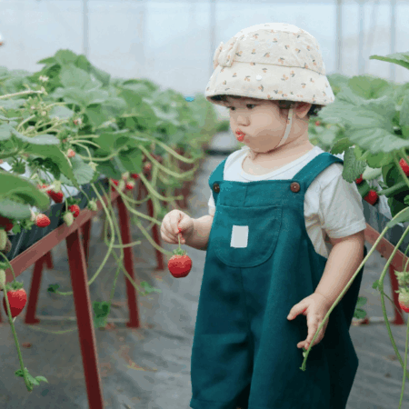 fureru-イチゴ狩り