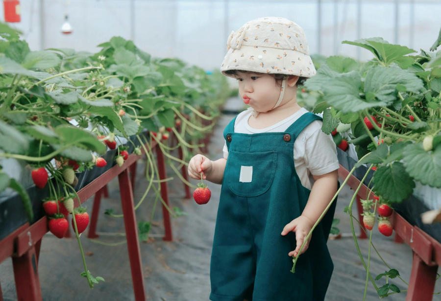 fureru-イチゴ狩り